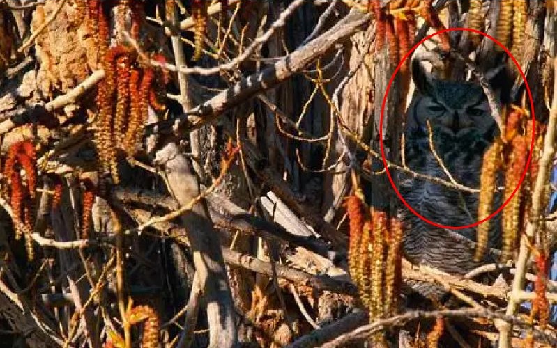 Bisakah kamu menemukan hewan di 13 gambar ini kurang dari 1 menit?