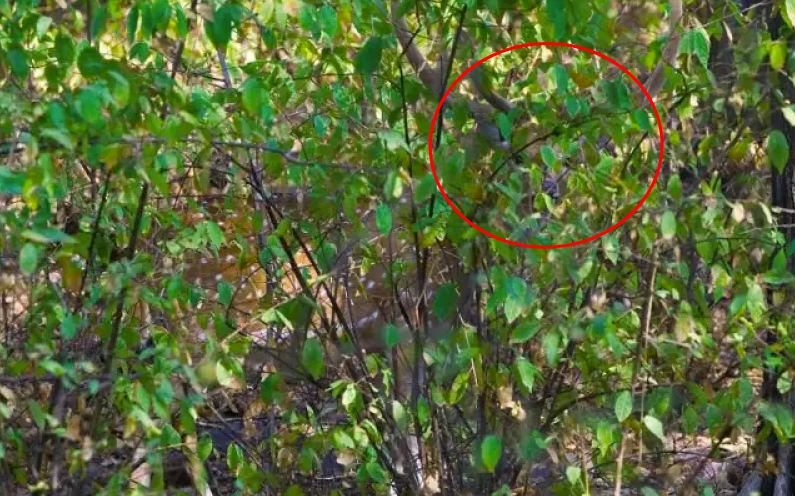 Bisakah kamu menemukan hewan di 13 gambar ini kurang dari 1 menit?