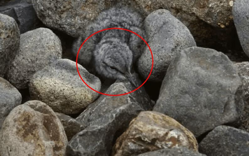 Bisakah kamu menemukan hewan di 13 gambar ini kurang dari 1 menit?