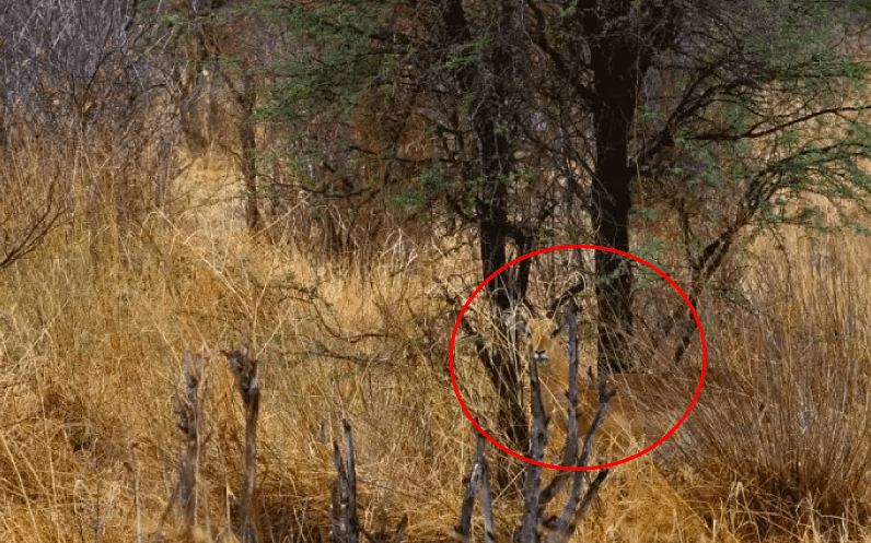 Bisakah kamu menemukan hewan di 13 gambar ini kurang dari 1 menit?