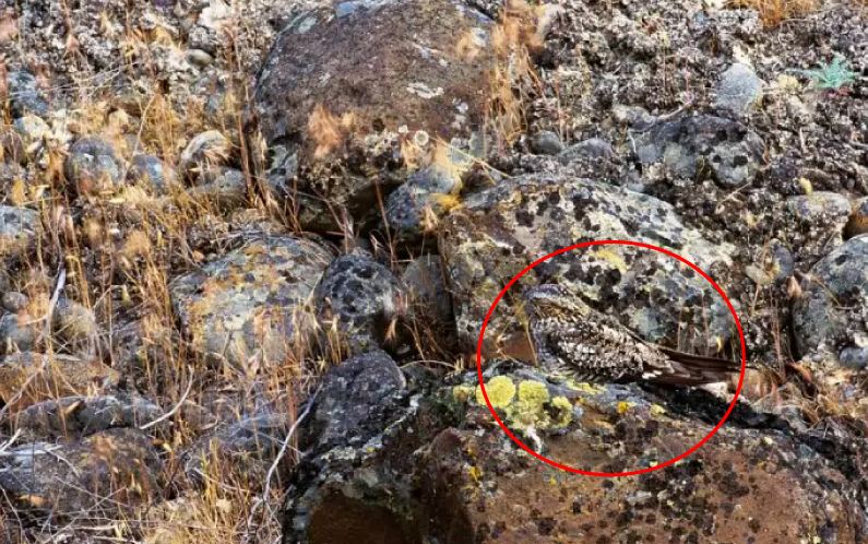 Bisakah kamu menemukan hewan di 13 gambar ini kurang dari 1 menit?