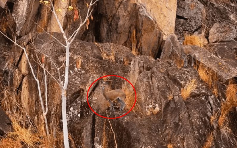 Bisakah kamu menemukan hewan di 13 gambar ini kurang dari 1 menit?