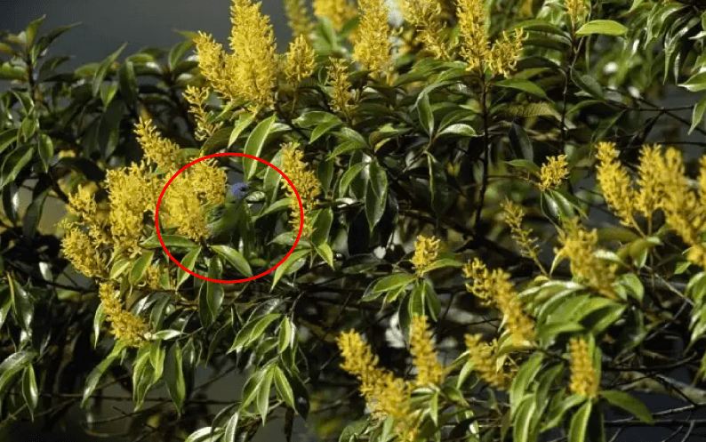 Bisakah kamu menemukan hewan di 13 gambar ini kurang dari 1 menit?