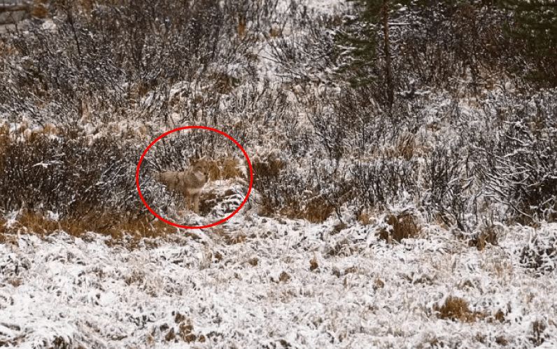 Bisakah kamu menemukan hewan di 13 gambar ini kurang dari 1 menit?