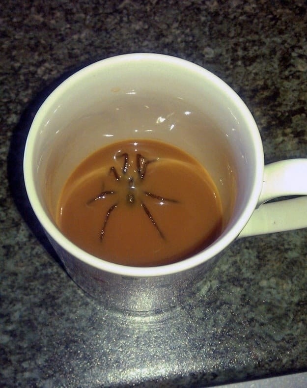 10 Momen keseharian ini bikin kamu bergidik, ada laba-laba di kopi