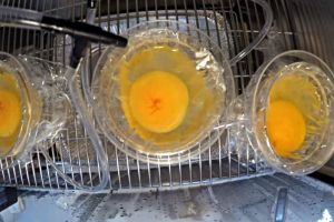 Ajaib! Siswa ini sukses tetaskan telur ayam tanpa cangkang