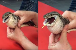 Mengira makanan, ular ini telan bola tenis dan tertancap di tubuhnya