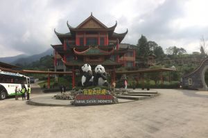 Kenalan yuk dengan dua giant panda di Istana Panda Indonesia