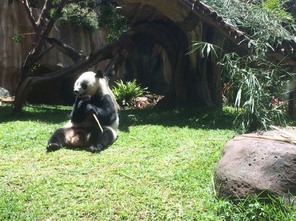 Kenalan yuk dengan dua giant panda di Istana Panda Indonesia