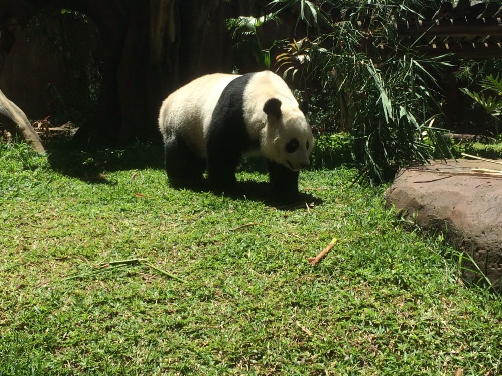 Kenalan yuk dengan dua giant panda di Istana Panda Indonesia