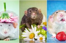 Bak model, 15 foto ini bukti tikus juga lihai berpose imut & fancy