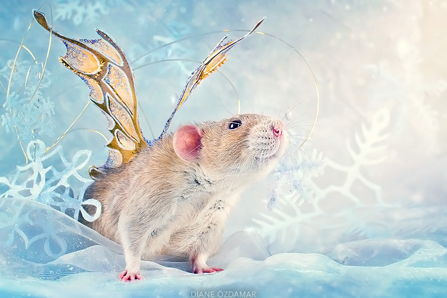 Bak model, 15 foto ini bukti tikus juga lihai berpose imut & fancy