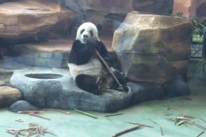 Untuk makan panda, taman wisata ini tanam bambu seluas 8 hektare