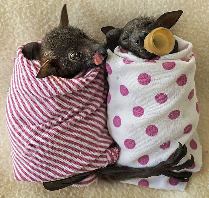 Bukan seram, 10 foto kelelawar ini malah terlihat innocent bak bayi