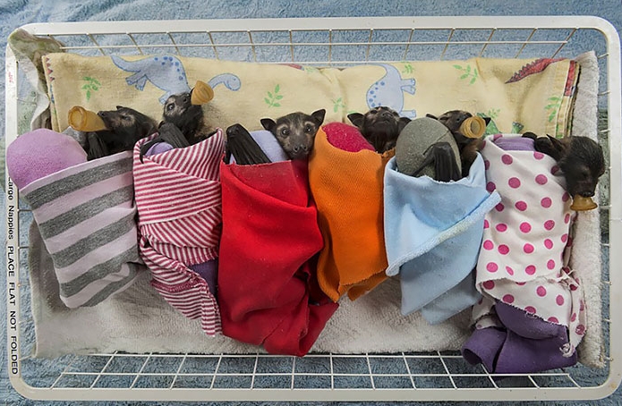 Bukan seram, 10 foto kelelawar ini malah terlihat innocent bak bayi