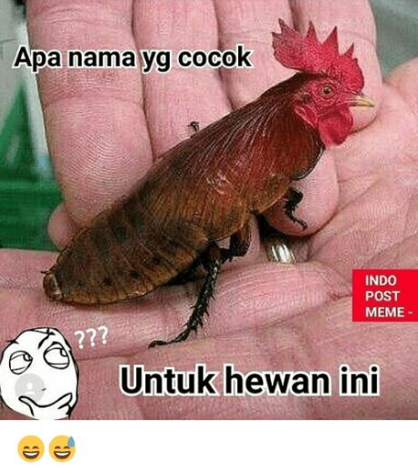 8 Meme nama-nama hewan ini benar juga ya, bikin ngakak deh