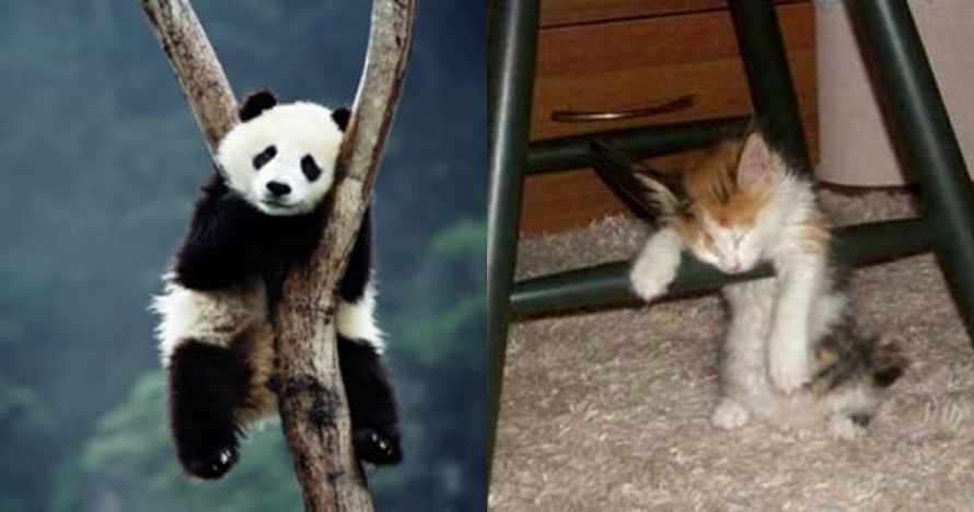 15 Posisi Tidur Hewan Ini Unik Abis Kepalanya Bisa Nyangkut Rant