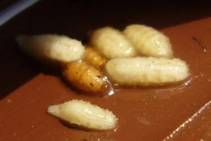 Demi atasi kelaparan dunia, website ini sarankan untuk makan belatung