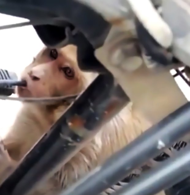 Kecanduan, monyet habisin bensin sepeda motor di parkiran toko