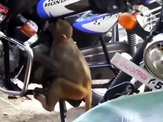 Kecanduan, monyet habisin bensin sepeda motor di parkiran toko