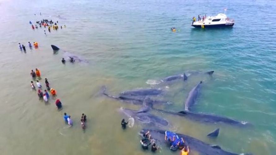10 Ekor paus terdampar di Aceh, video penyelamatannya bikin haru