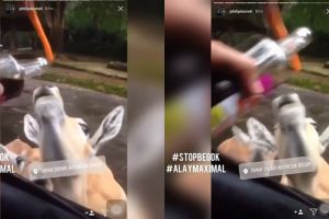 Parah, cowok-cewek ini beri minuman keras ke hewan Taman Safari