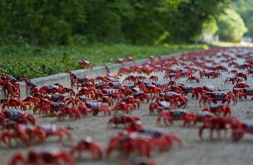 8 Foto langka, jutaan kepiting 'serbu' daratan hingga jalanan ditutup