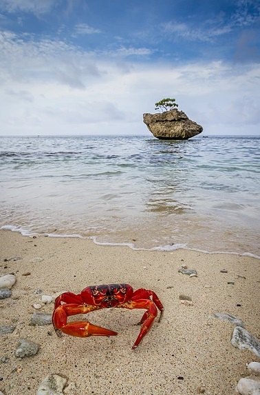 8 Foto langka, jutaan kepiting 'serbu' daratan hingga jalanan ditutup