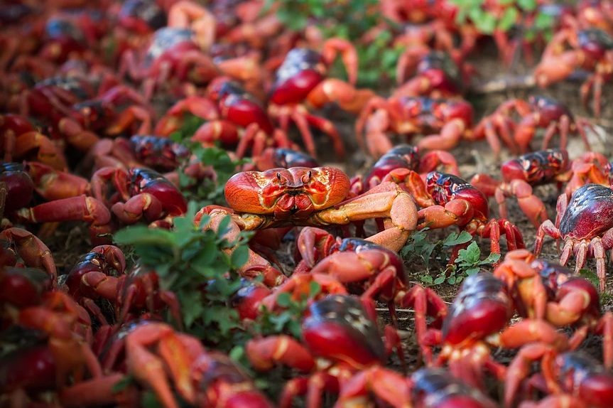 8 Foto langka, jutaan kepiting 'serbu' daratan hingga jalanan ditutup