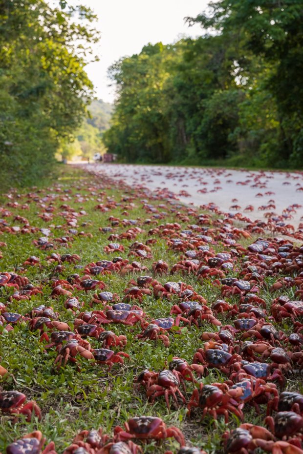 8 Foto langka, jutaan kepiting 'serbu' daratan hingga jalanan ditutup
