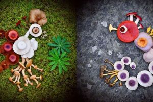 10 Kreasi memukau ini disusun dari jamur liar, kreatif banget