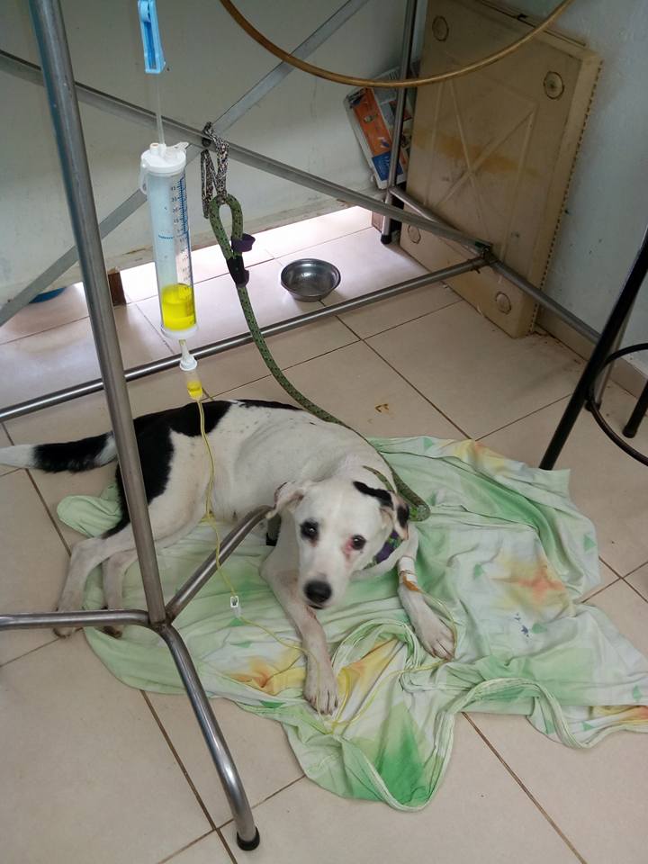 Ditinggal tuannya, anjing ini meninggal karena patah hati