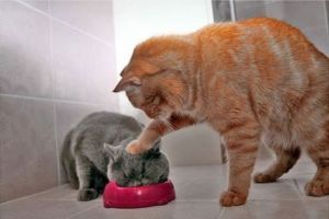 Ini 3 manfaat memelihara kucing di rumah yang jarang kamu ketahui