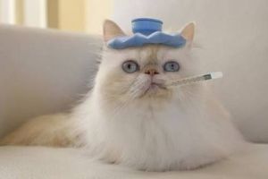 Ini manfaat kebiri pada kucing, nggak terduga sama sekali