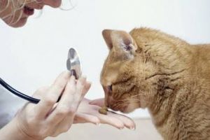 Tak hanya manusia, kucing juga perlu perawatan gigi lho