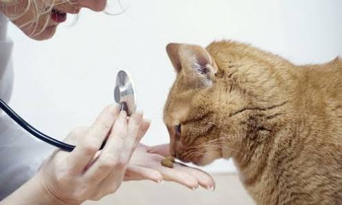 Tak hanya manusia, kucing juga perlu perawatan gigi lho
