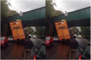 5 Momen apes ini bikin kamu kasihan tapi juga pengen ketawa