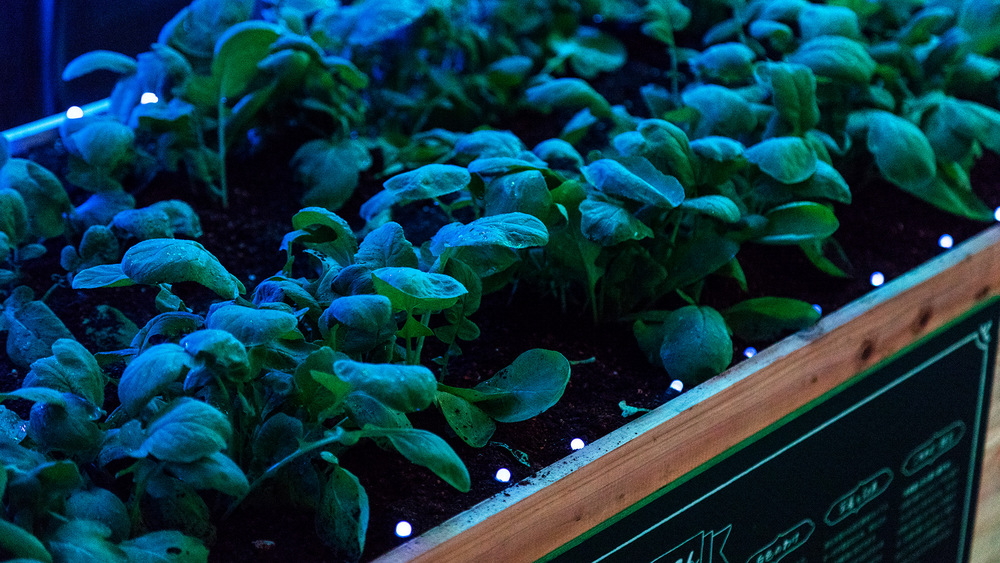 Ajaib, tanaman ini bisa menghasilkan suara dan cahaya ketika disentuh