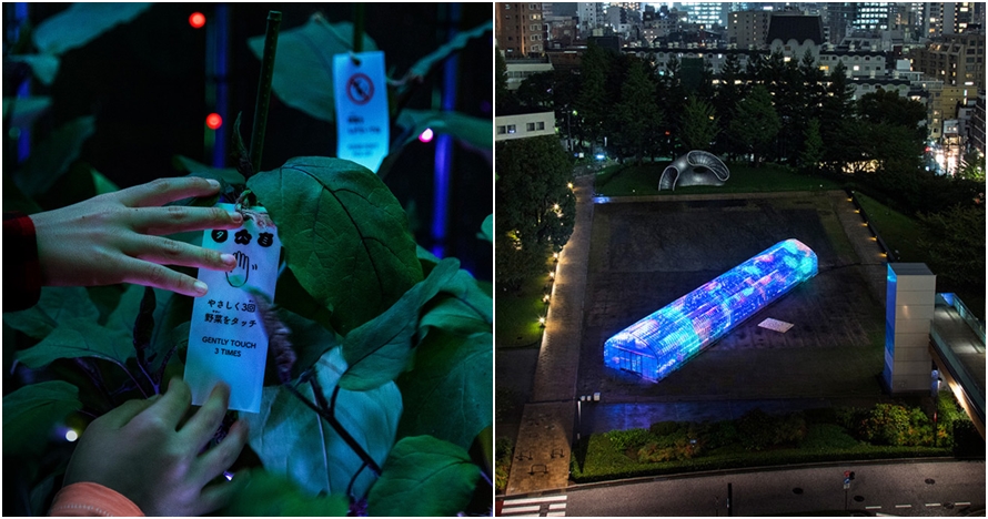 Ajaib, tanaman ini bisa menghasilkan suara dan cahaya ketika disentuh