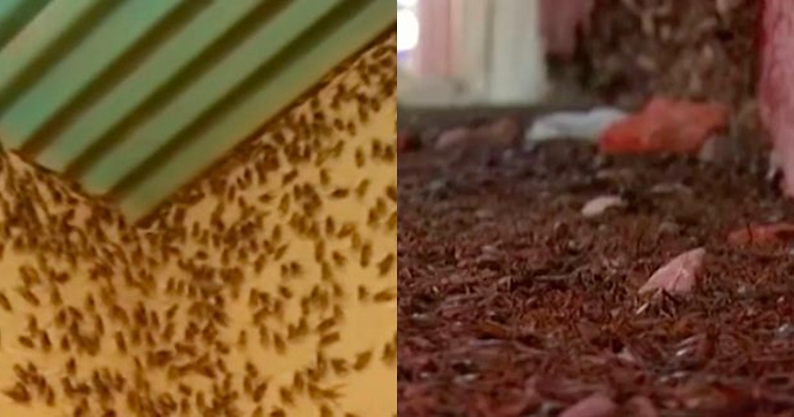 5 Serangan serangga ini bikin bergidik ngeri, ada yang di Indonesia