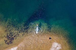 Begini epiknya 12 kawanan hewan dan habitatnya dipotret dari atas