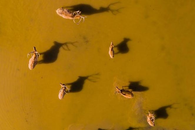 Begini epiknya 12 kawanan hewan dan habitatnya dipotret dari atas