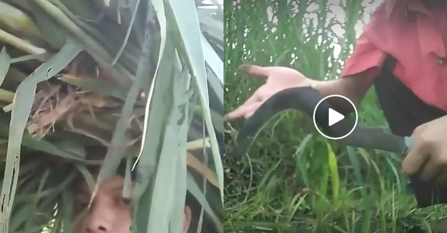 Viral, tutorial kocak mengarit rumput bikin perut mules menahan tawa