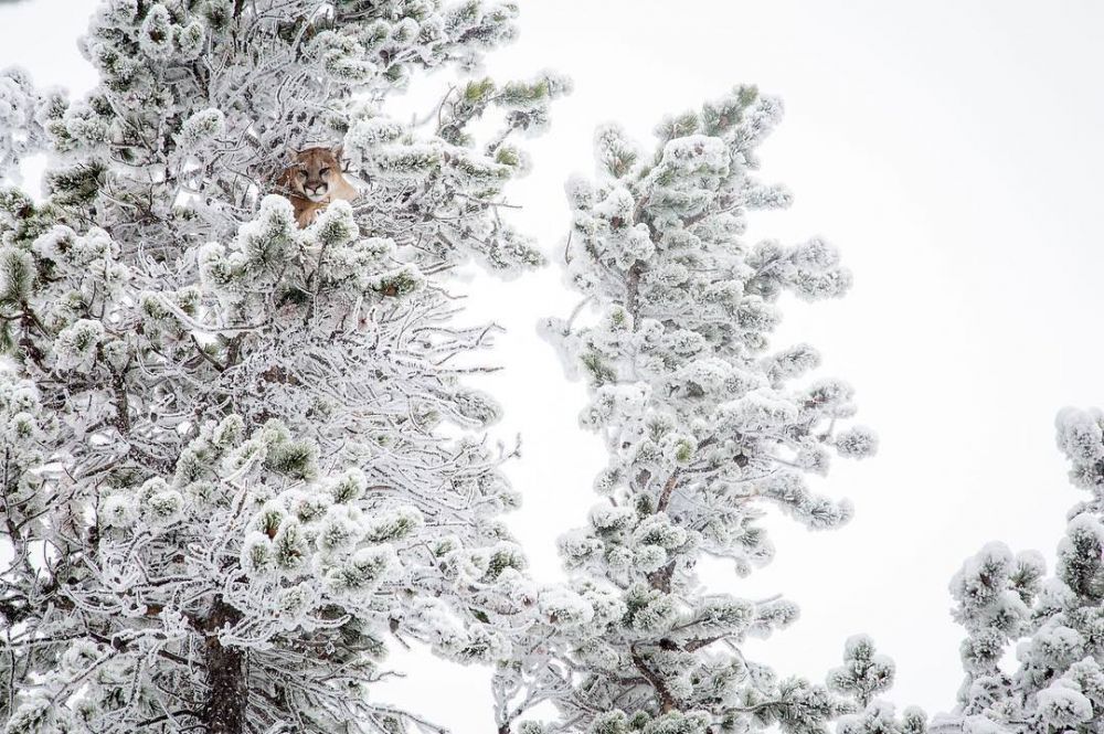10 Fenomena musim dingin ini bukti alam juga seniman hebat, keren abis