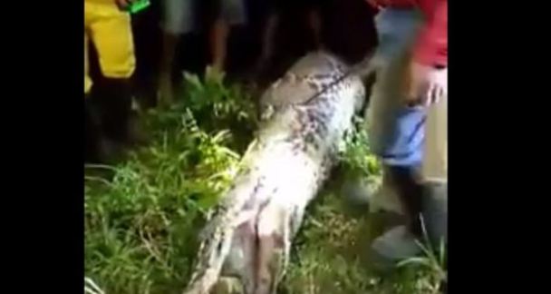 10 Ular piton ini mati karena rakus, ada yang menelan manusia