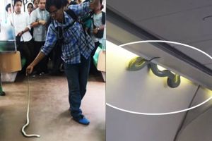 8 Foto serem ular muncul di transportasi umum, dari KRL hingga pesawat