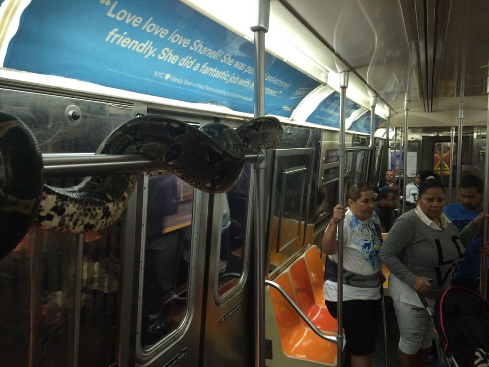 8 Foto serem ular muncul di transportasi umum, dari KRL hingga pesawat