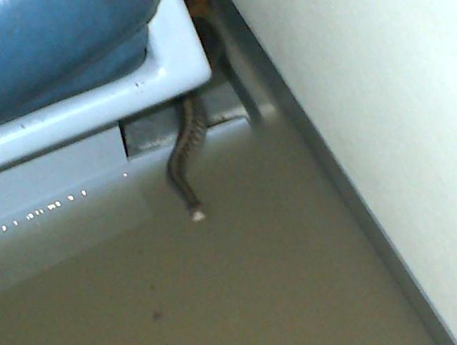 8 Foto serem ular muncul di transportasi umum, dari KRL hingga pesawat