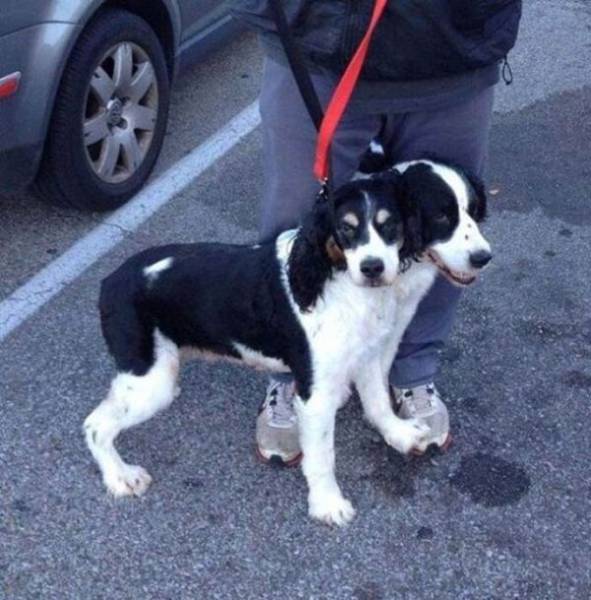 16 Gambar ini dijamin kecoh penglihatan, butuh 5 detik untuk menyadari