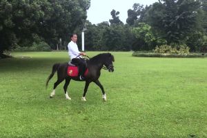 Dua nama kuda peliharaan Jokowi di Istana Bogor ini unik